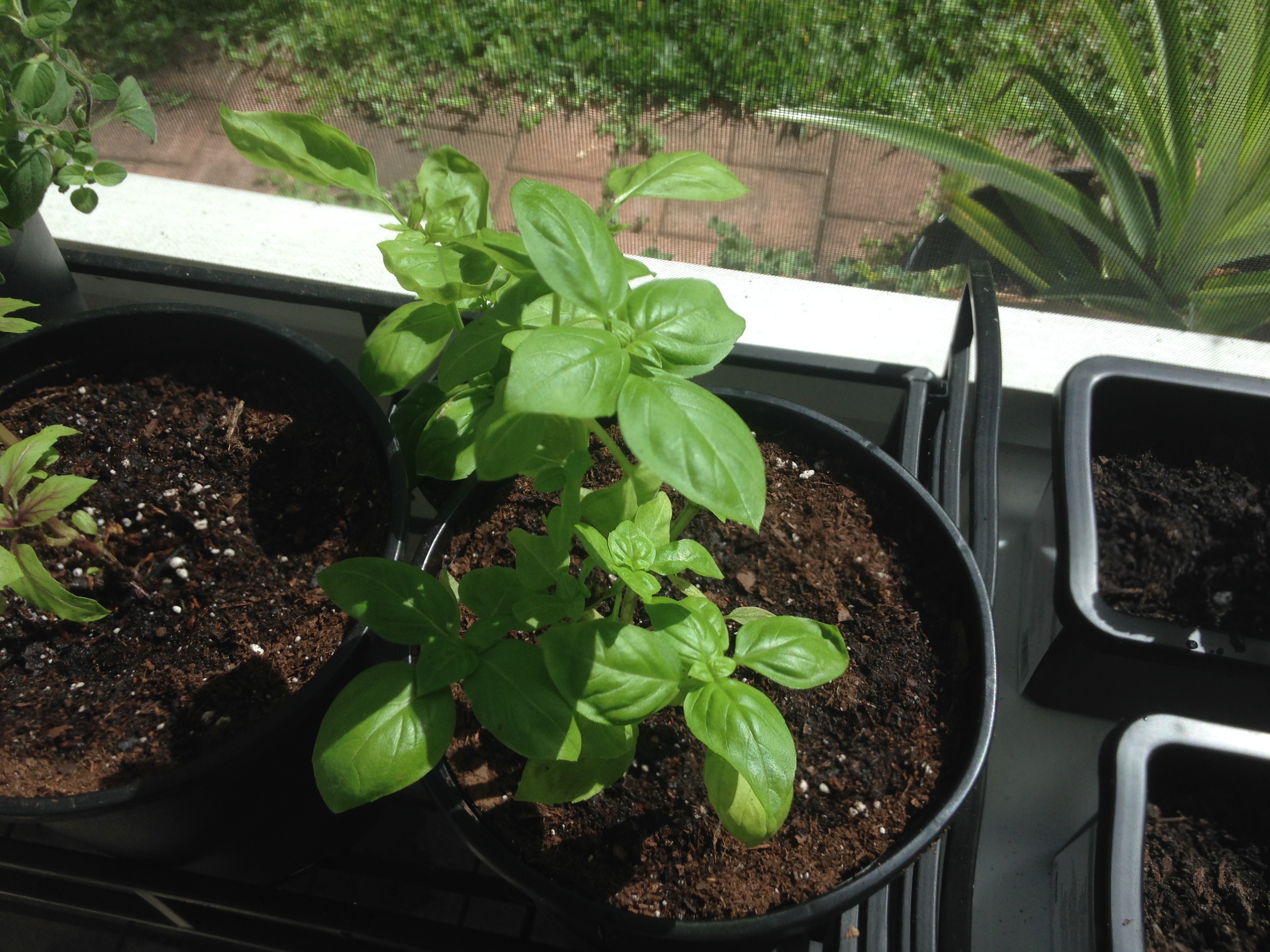Basil after repotting