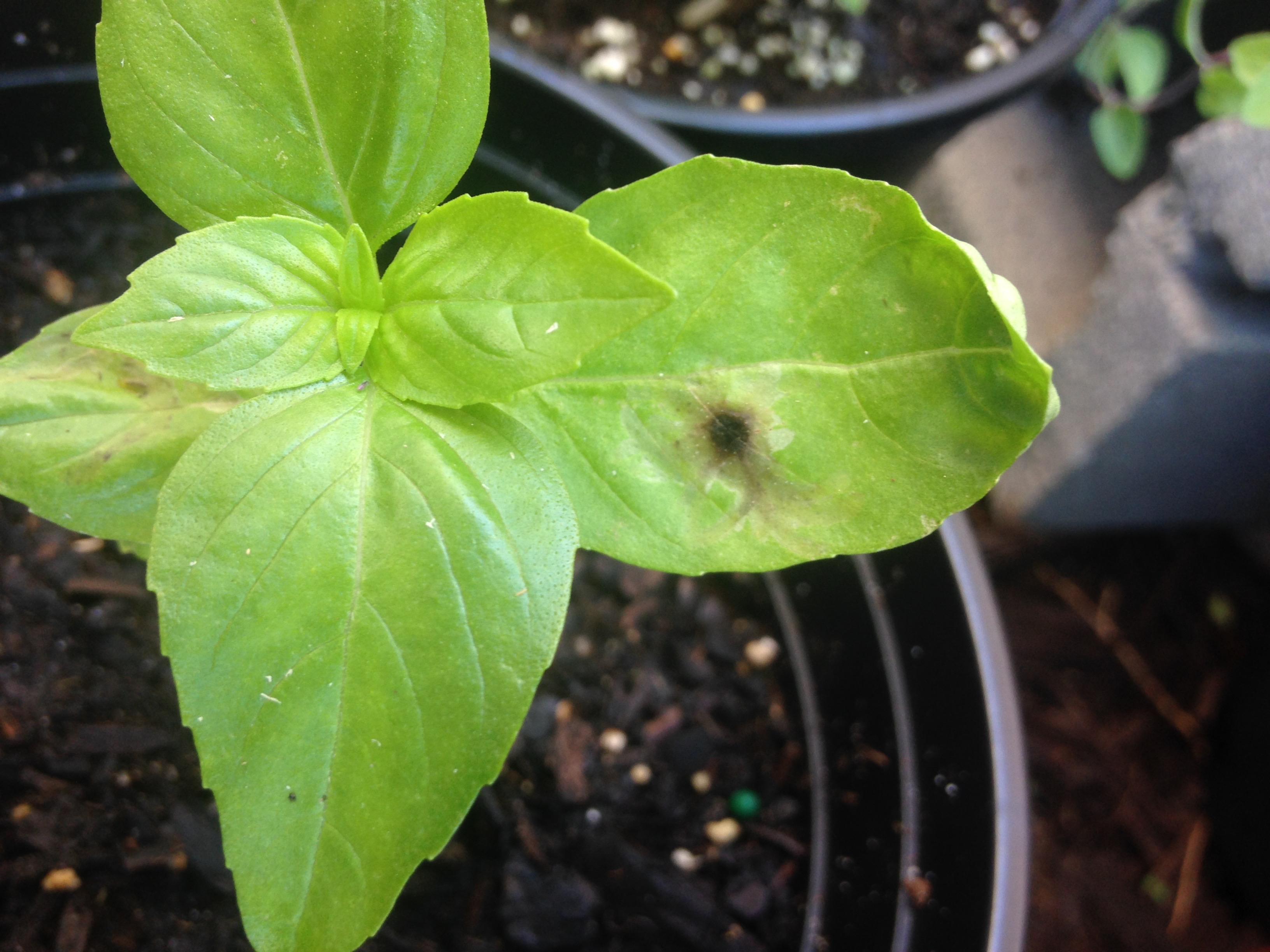 Leaf Spot on a basil